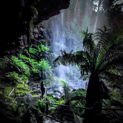 逃离橡子树种植地